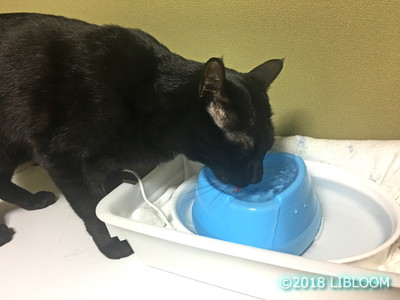 流れる猫の水飲み器 水を飲まない猫に飲ませる 湧き出る給水器はコレ Libloom