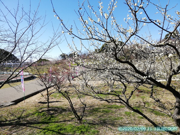 レビュー 第29回 佐布里池 梅まつり 緑と花のふれあい公園 梅っ花そうり Libloom