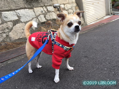 レビュー 去勢手術後の激太り 犬も健康に食事 散歩にダイエット Libloom