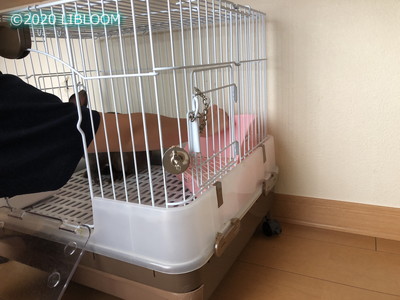 スクラップブック 満員 気難しい うさぎ の カンタン おそうじ ケージ H60b 自治的 ズボン 利益