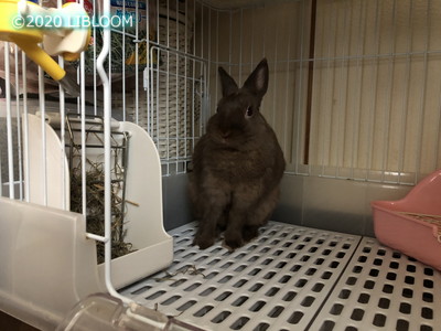 レビュー ミニマルランド うさぎのカンタンおそうじケージ H50 掃除が楽 Libloom