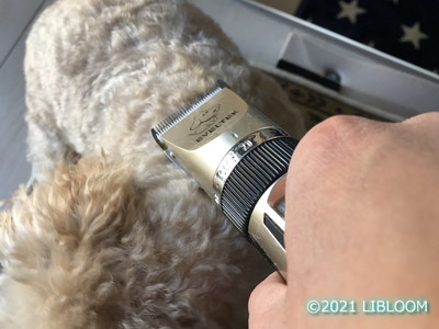 レビュー ペット用電動バリカン Eveltek El P2 トイプードルとパピヨンに使用 Libloom