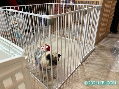 レビュー Jkrペットサークルを購入 小型犬 Libloom